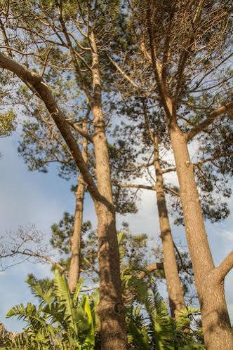 Four Pines Lodge 赫曼努斯 外观 照片